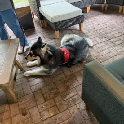 Black and white therapy dog wearing a red service vest