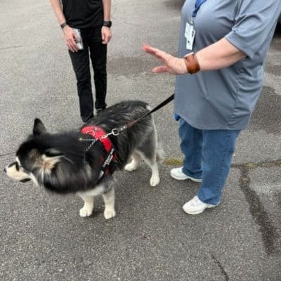 Black and white therapy dog standing on a leash in a parking lot