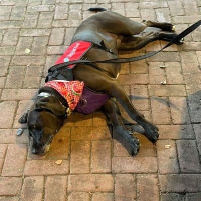 Black therapy dog wearing a red service vest lying on a patio