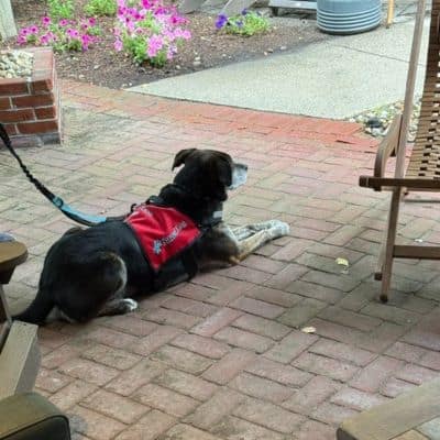 Therapy dog wearing a red SnugTail Therapy vest lying on a brick patio