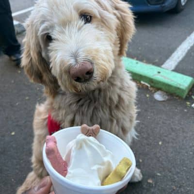Fluffy dog looking at a cup of soft serve ice cream topped with dog biscuits