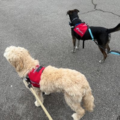 Two SnugTail Therapy dogs wearing red service vests