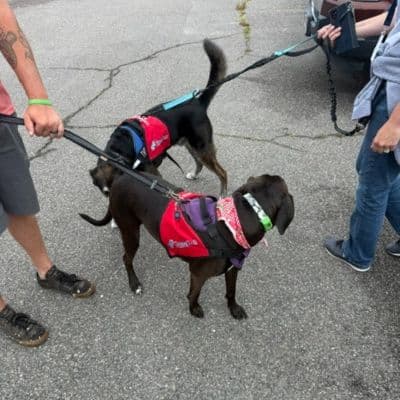 Two therapy dogs wearing red SnugTail Therapy service vests