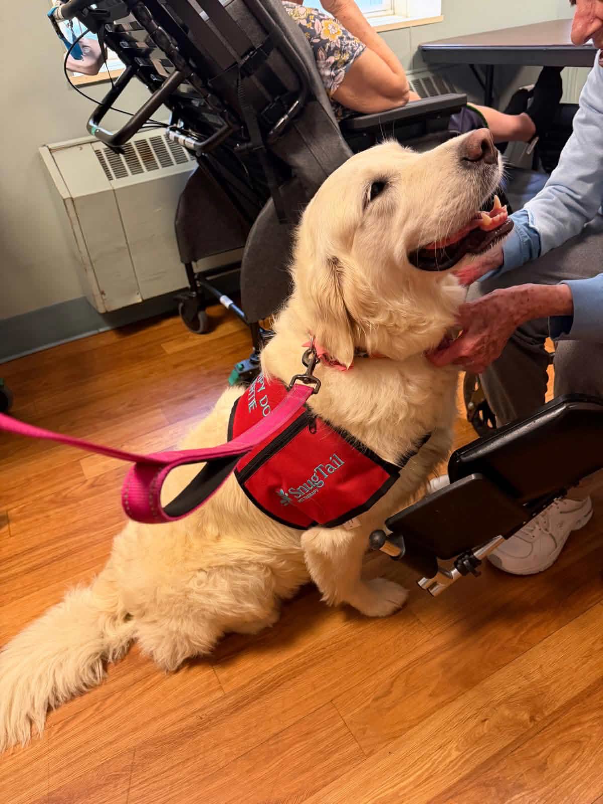 White therapy dog on a visit
